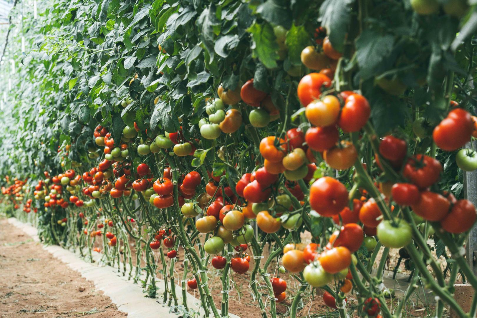 Producteur de légumes Hyères
